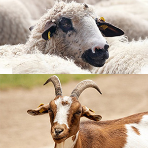 Lakeland sheep and goat equipment